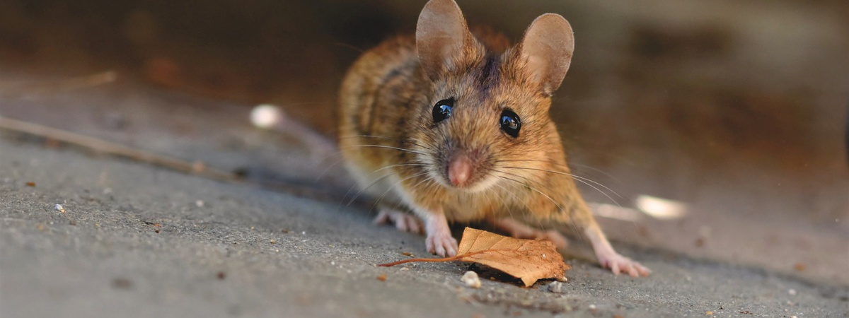Мышь не пройдет: как защитить деревянный дом от грызунов?
