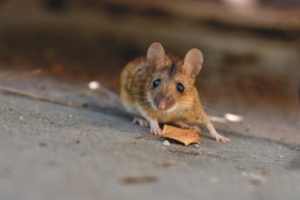 Мышь не пройдет: как защитить деревянный дом от грызунов?